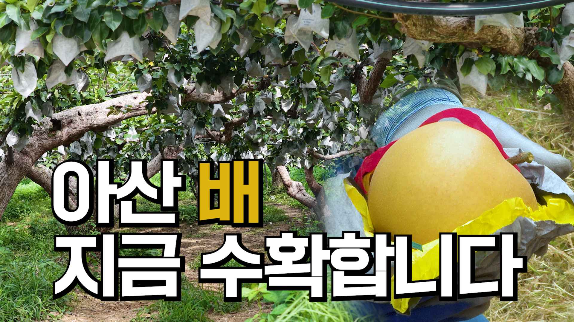 아산 배, 지금 수확합니다