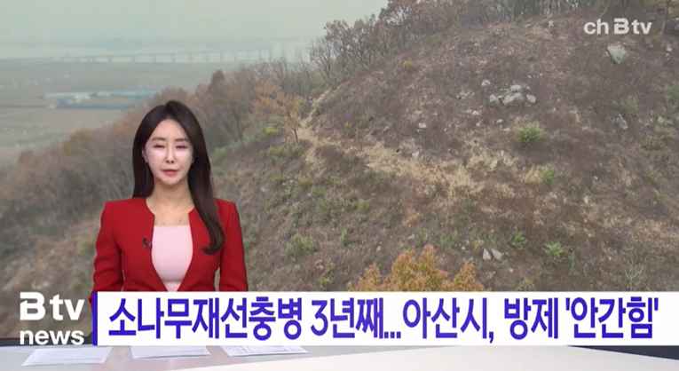 [B tv 중부뉴스] 아산지역 소나무재선충병 3년째 발생...방제 '안간힘'