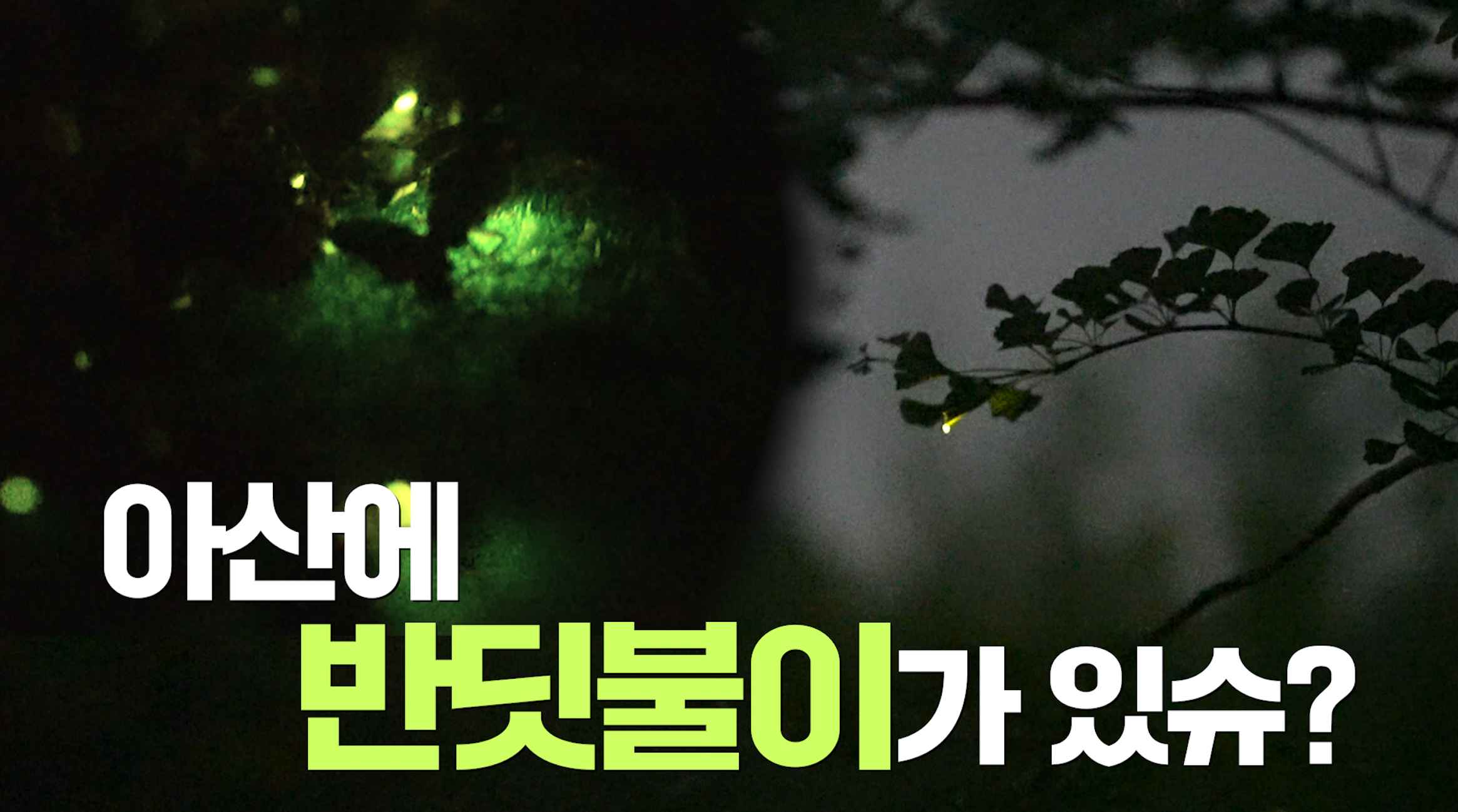 아산의 반딧불이